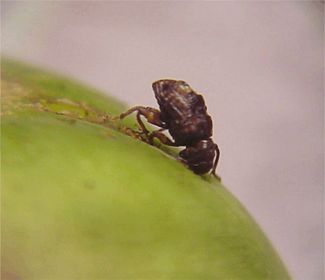 Beetle
