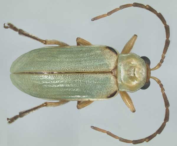 Rootworm